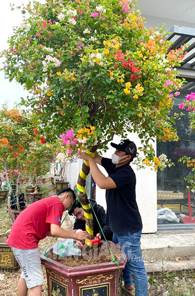 Khu vườn trồng hoa giấy của anh Phương khiến mọi người choáng ngợp bởi vẻ rực rỡ của đủ màu sắc từ phớt hồng sakura, tím tuyết, tím chuông đến ngũ sắc...Ảnh: BaoKienGiang