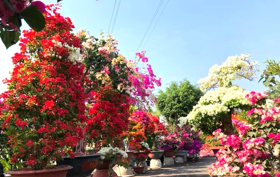 Anh Nguyễn Thanh Phương (ngụ TP.Rạch Giá, tỉnh Kiên Giang) nổi tiếng là người kinh doanh nhiều loại cây cảnh hoa giấy nhập ngoại. Anh dùng chính việc này để lấy ngắn nuôi dài, hoàn thành bộ sưu tập hoa giấy thuần Việt độc đáo của mình. Ảnh: Dân Việt