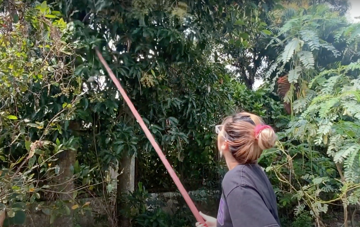 Cây ăn quả tại đây được gia đình Cát Tường trồng để thưởng thức và tặng bạn bè, chứ không nhằm mục đích kinh doanh. Ảnh chụp màn hình