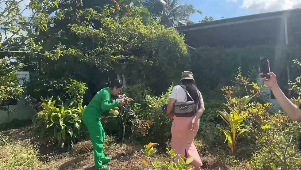 Sau 2 tháng đi Úc, khu vườn nhà MC Cát Tường xơ xác tan hoang... nhưng vẫn thu được ổi. Ảnh chụp màn hình