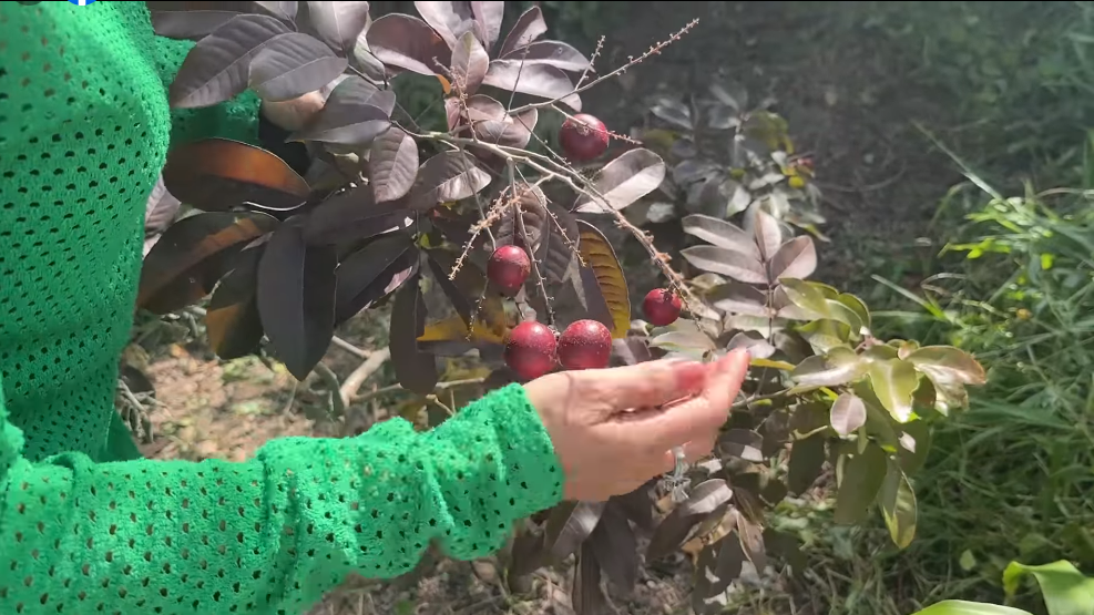 Bất ngờ nhất là cây nhãn tím mới trồng còn nhỏ song đã cho trái. Ảnh chụp màn hình