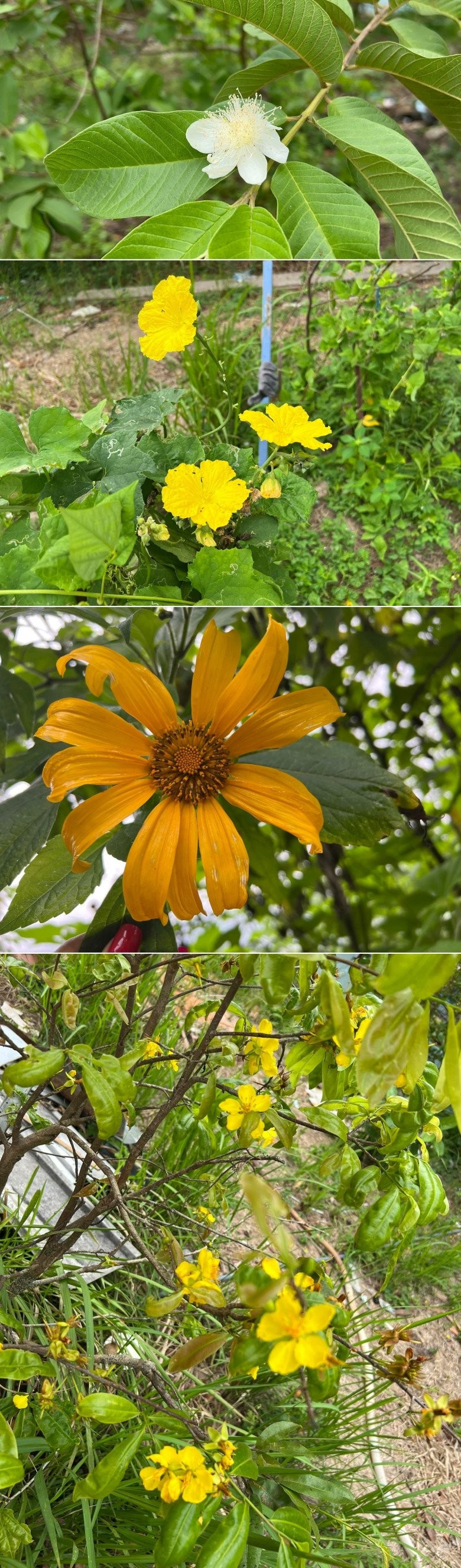 Ngoài trái cây, Cát Tường từng chia sẻ các loài hoa giản dị trong vườn. Ảnh: FBNV