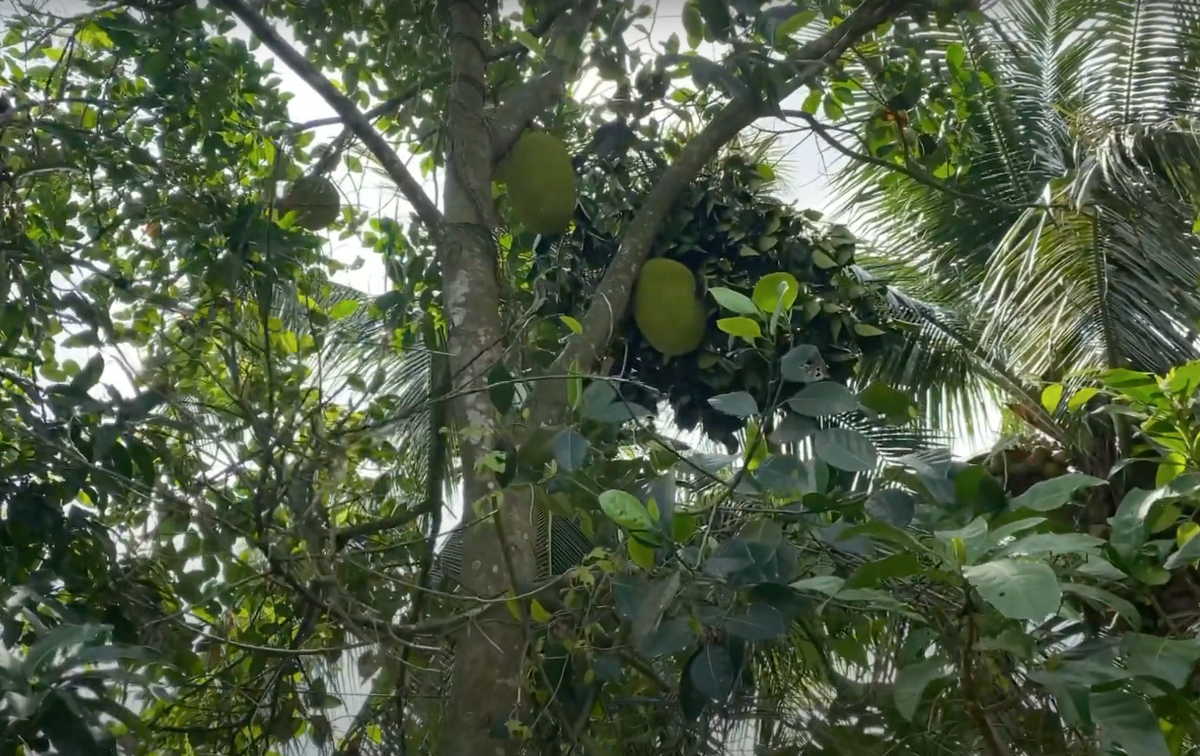 Khu vườn rộng khoảng 600 m2, trồng đủ các loại cây ăn trái. Ảnh chụp màn hình