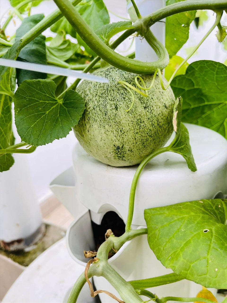 Ngoài rau, MC Đại Nghĩa còn trồng thêm một số loại bí, bầu... để thay đổi món ăn theo ngày. Ảnh: FBNV