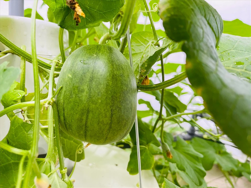 Nhờ chăm sóc kĩ nên vườn rau trong nhà MC Đại Nghĩa luôn tươi tốt và không sâu bệnh. Ảnh: FBNV