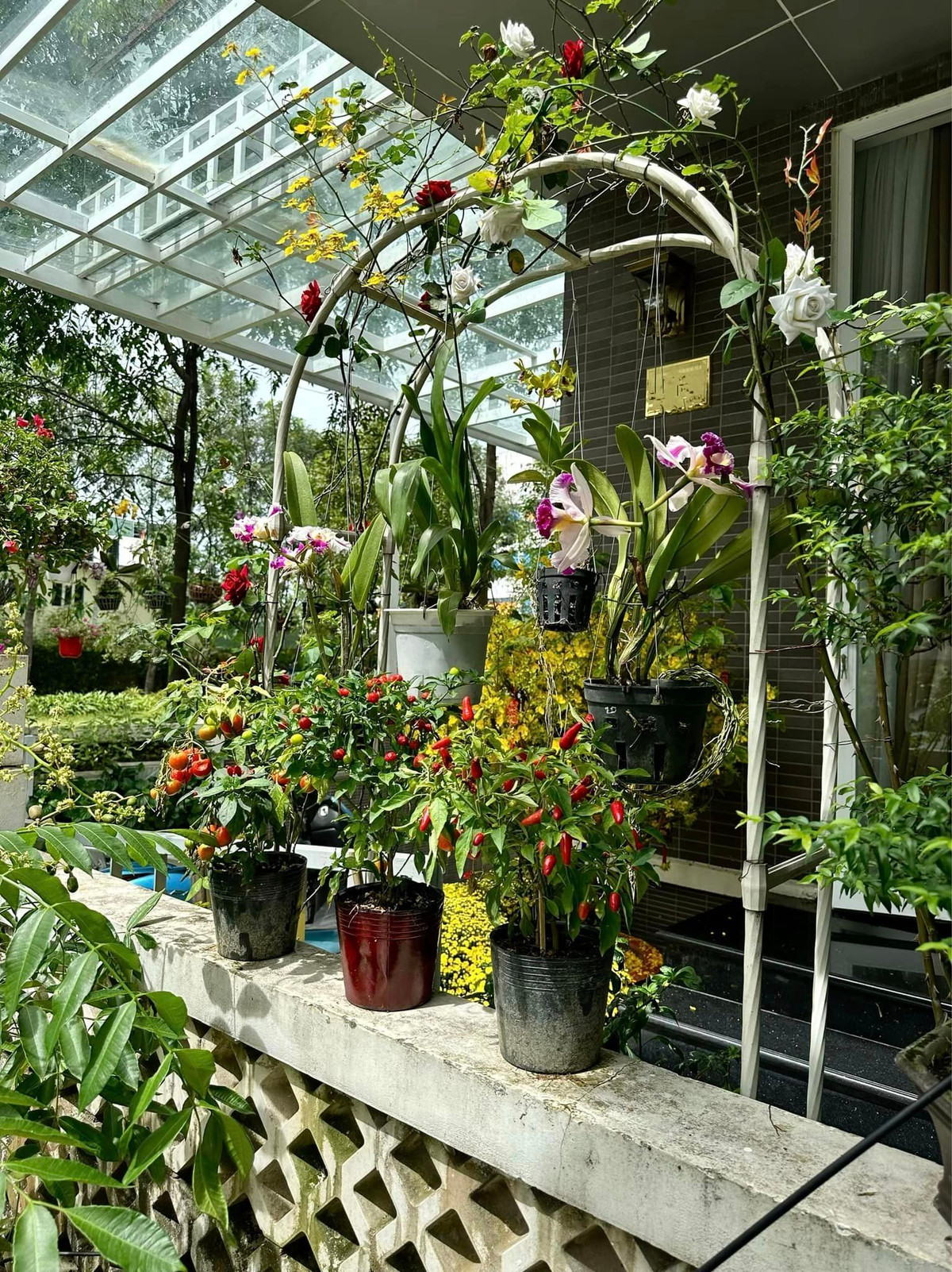 Góc nào trong nhà Trịnh Kim Chi cũng có hoa đua nở.