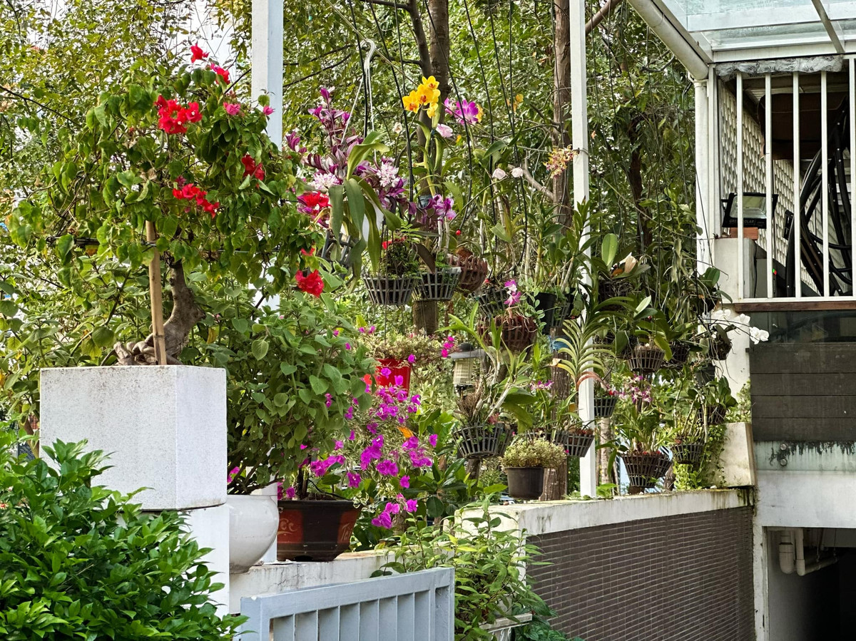 Hoa giăng lối từ cổng vào trong với những loài hoa quen thuộc như cúc tím, cúc mâm xôi, mai vàng...