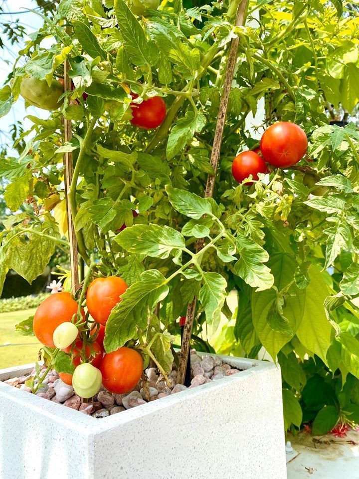 Bên cạnh hoa, trong vườn còn trồng nhiều loại rau xanh và cây ăn trái.