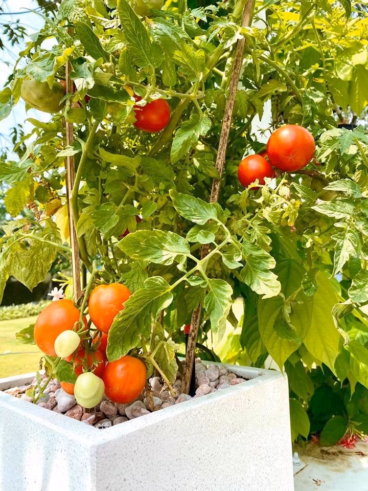 Bên cạnh hoa, trong vườn còn trồng nhiều loại rau xanh và cây ăn trái.