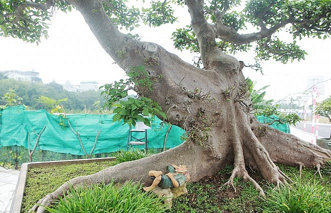 Tất cả bộ rễ của cây sung cảnh đều bè dẹt cho thấy cây rất nhiều năm tuổi. Ảnh: Công luận