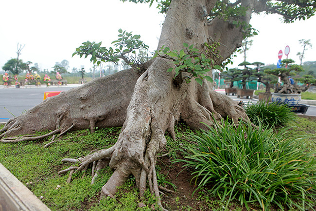 Chủ nhân của cây sung cho biết, giá trị nghệ thuật là vô giá, giá trị kinh tế phải lên đến 10 tỷ đồng. Ảnh: Dân Việt