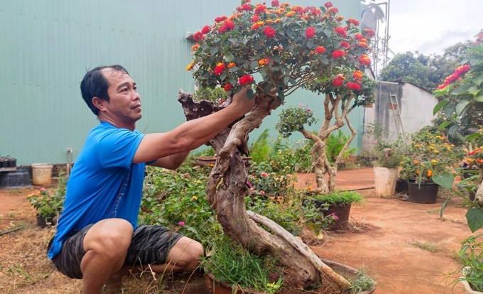 Sau thời gian thuần dưỡng, lai tạo, nhiều hộ dân tạo nên những chậu hoa ngũ sắc sặc sỡ, đa dạng về kiểu dáng. Ảnh: Dân trí