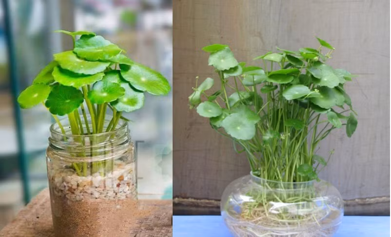 Từ một loại cây cỏ tưởng chừng không có giá trị, giờ đây cỏ đồng tiền được lên chậu thành cây phong thuỷ với giá từ 80.000 - 120.000 đồng/chậu. Ảnh: Hoadepviet