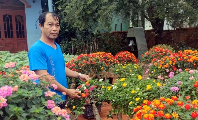 Nhờ được giá, không ít nhà vườn thu về hàng trăm triệu đồng mỗi năm. Ảnh: Dân trí