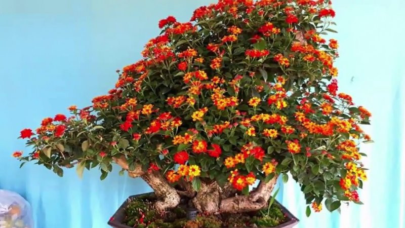 Mỗi chậu hoa ngũ sắc bonsai có giá từ vài triệu dến hàng chục triệu đồng. Ảnh: Avi Việt Nam