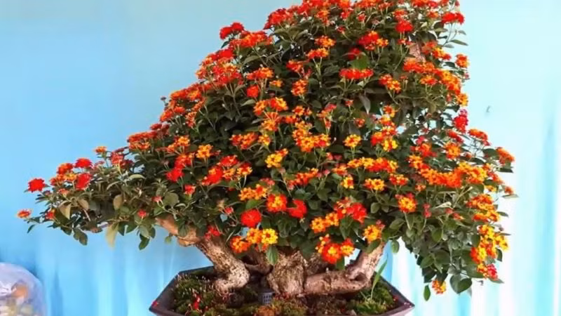 Mỗi chậu hoa ngũ sắc bonsai có giá từ vài triệu dến hàng chục triệu đồng. Ảnh: Avi Việt Nam