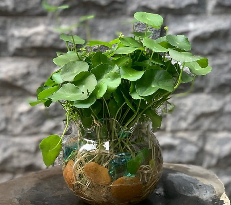 Cỏ đồng tiền thường được trồng trong những chậu cây nhỏ nhắn, đặt trên bàn làm việc, trên cá giá hay kệ sách...Ảnh: HoasenViet