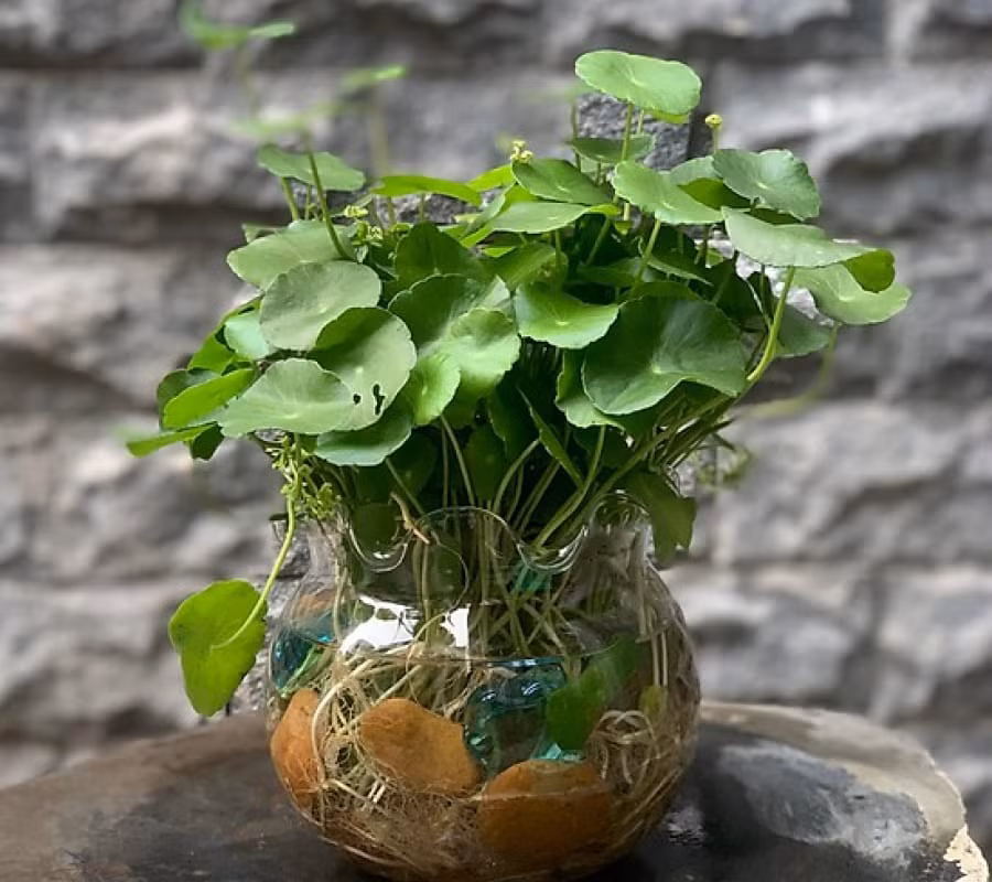 Cỏ đồng tiền thường được trồng trong những chậu cây nhỏ nhắn, đặt trên bàn làm việc, trên cá giá hay kệ sách...Ảnh: HoasenViet