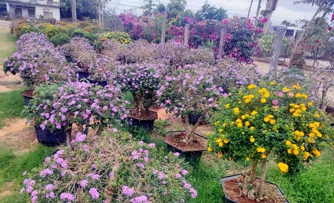 Ngũ sắc vốn là loài mọc bụi, mọc tự nhiên ở nhiều vùng núi hay ven đường. Vì dễ tìm kiếm nên nhiều hộ dân mang về vườn nhà chăm sóc, ghép bông. Ảnh: Dân trí