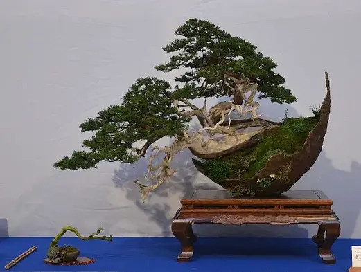 Cây bách xù bonsai được đặt trong một cái bát hình lưỡi liềm đặc biệt, làm tăng thêm hiệu ứng ấn tượng của bố cục thác nước.