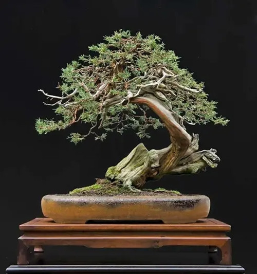 Cây bách xù Rocky Mountain Juniper của nghệ nhân người Áo Walter Pall được trao Giải thưởng Crespi Cup ở Ý. Thân cây có vẻ khô, nhưng có một vài chùm lá xinh xắn ở trên đỉnh.