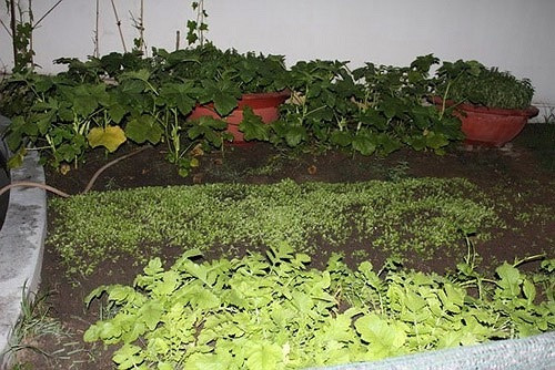 Trong khuôn viên biệt thự, Diễm My 6X còn dành diện tích để trồng rau. Ảnh: VTCNews