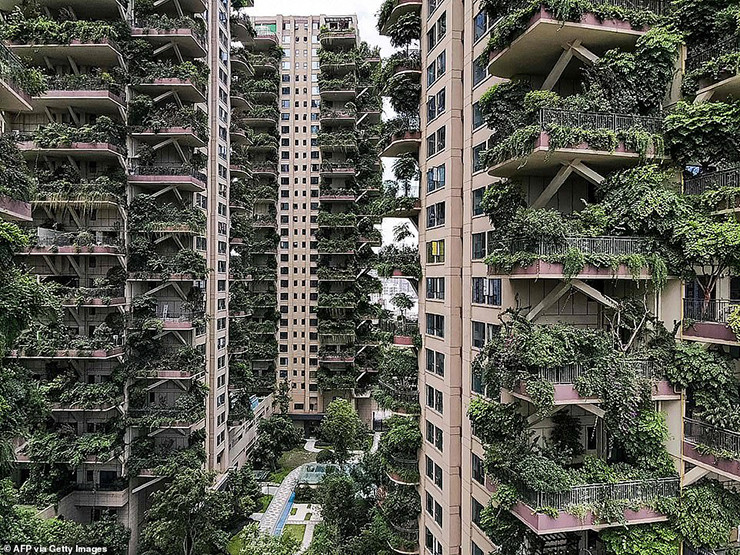 Cây cối mọc không kiểm soát khiến những căn nhà trở nên xấu xí và cô quạnh. Nguồn ảnh: Daily Mail