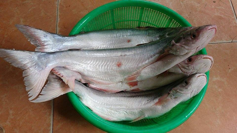 Nhu cầu tìm mua của khách hàng tăng cao khiến giá cá dứa theo đó tăng phi mã. Hiện, cá dứa tươi có giá dao động từ 300.000 - 500.000 đồng/kg. Ảnh: Sieuthicatuoi