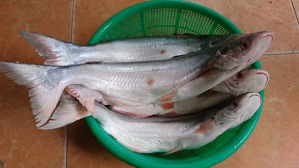 Nhu cầu tìm mua của khách hàng tăng cao khiến giá cá dứa theo đó tăng phi mã. Hiện, cá dứa tươi có giá dao động từ 300.000 - 500.000 đồng/kg. Ảnh: Sieuthicatuoi