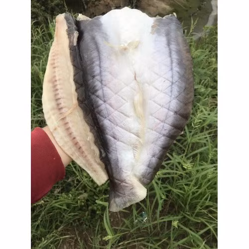 Cá dứa thịt khá ngọt, mình chắc, béo ngậy, phảng phất thơm mùi dứa nhưng không bị tanh. Ảnh: Dacsannanggio