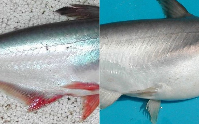 Bên cạnh đó, cá dứa còn được ưa chuộng bởi rất ít xương. Khi chế biến chỉ cần lọc xương sống là được. Ảnh: Internet