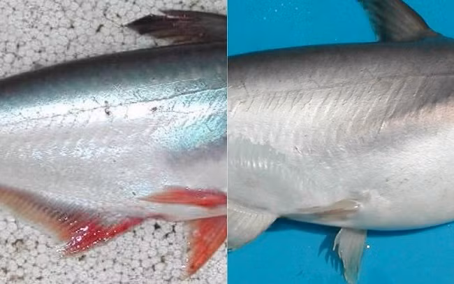 Bên cạnh đó, cá dứa còn được ưa chuộng bởi rất ít xương. Khi chế biến chỉ cần lọc xương sống là được. Ảnh: Internet