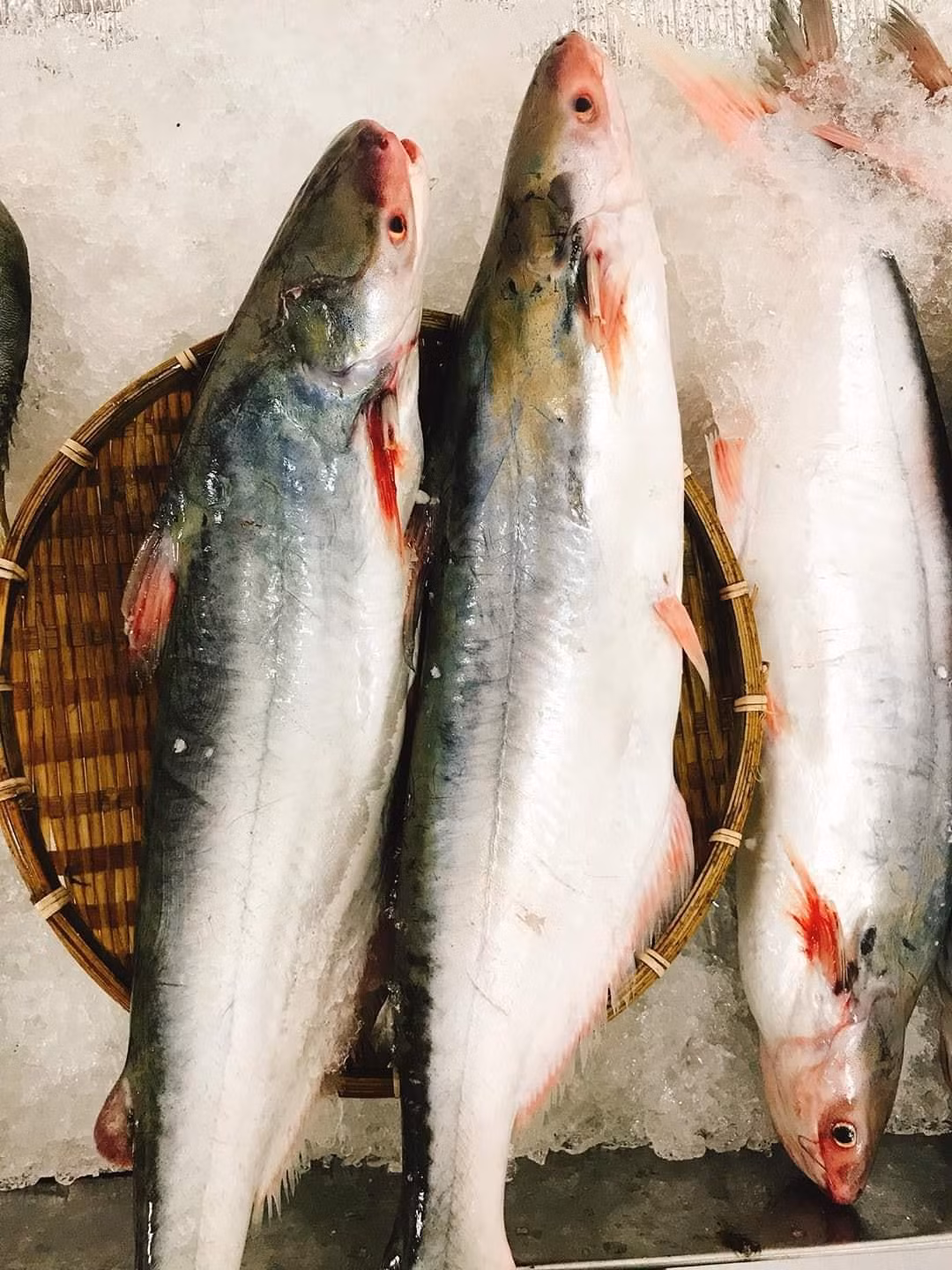 Do sản lượng ngày một ít dần nên nhiều hộ gia đình đã nuôi cá dứa để bán ra thị trường. Tuy nhiên, giá cá dứa nuôi tươi chỉ từ 150.000 - 300.000 đồng/kg. Ảnh: Facebook