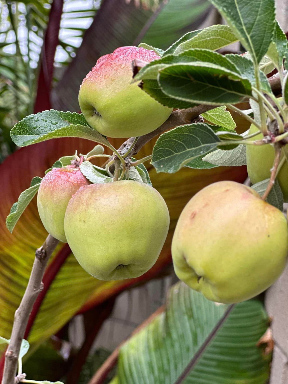 Ngoài ra, khu vườn trong nhà Kim Hiền còn trồng các loại cây ăn trái.