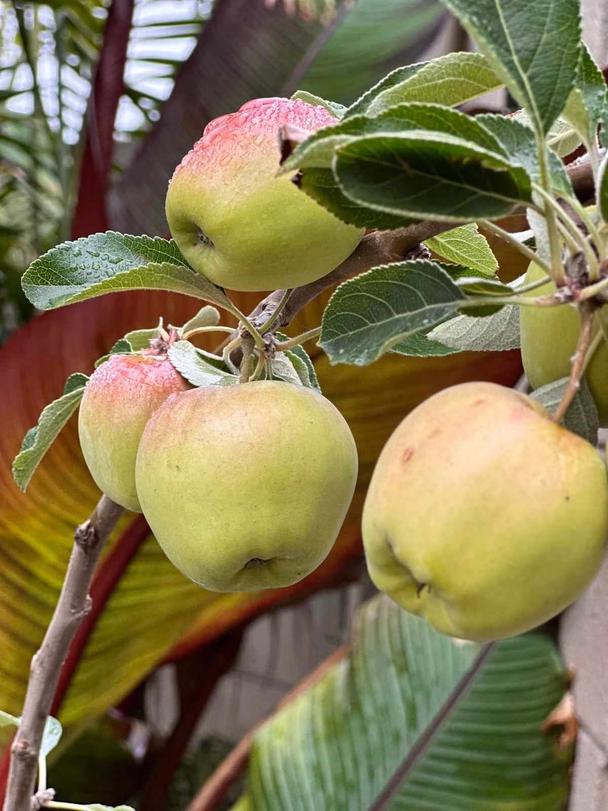 Ngoài ra, khu vườn trong nhà Kim Hiền còn trồng các loại cây ăn trái.