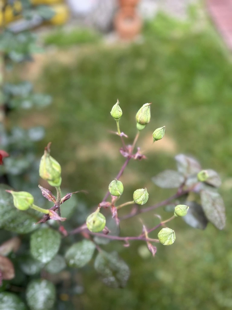 Một khóm hồng chi chít nụ.