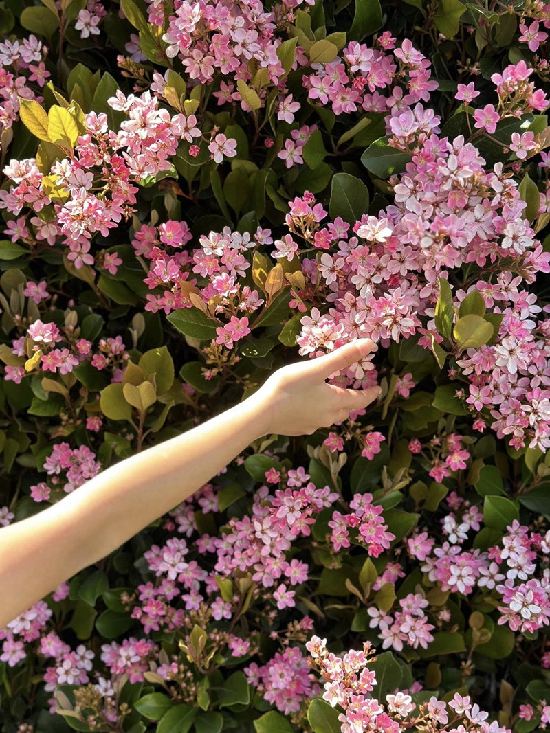 Giàn hoa xinh xắn nở rực trong tạo nên khung cảnh vô cùng lãng mạn. Nguồn ảnh: FBNV