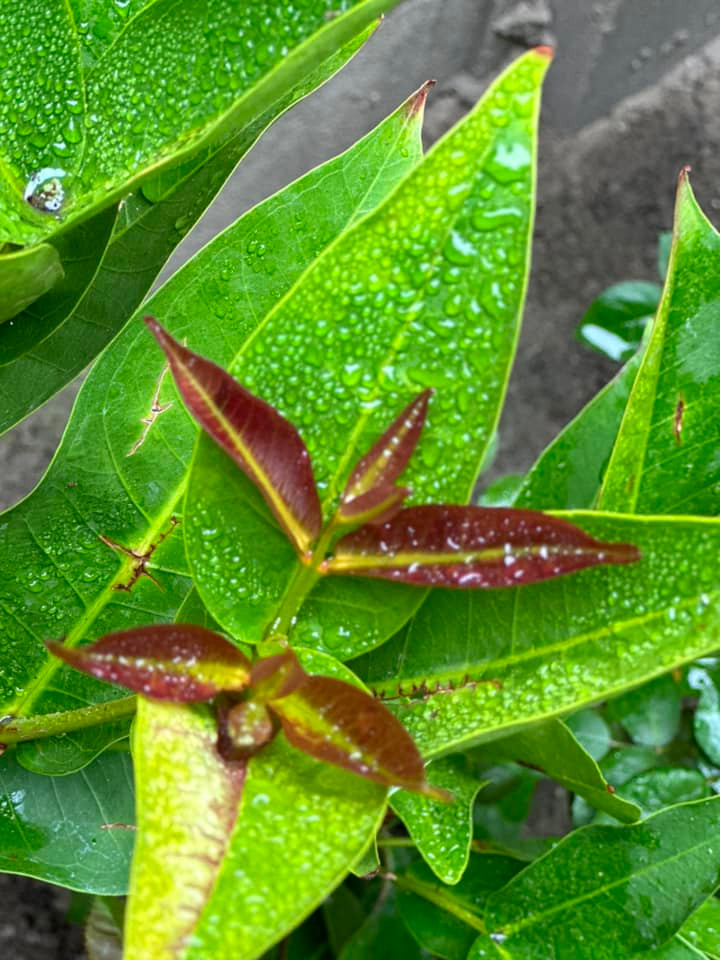 Trên trang cá nhân, Kim Hiền khoe nhiều hình ảnh hoa cỏ trong vườn được phủ trong sương sớm.