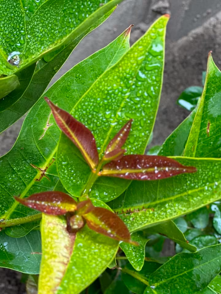 Trên trang cá nhân, Kim Hiền khoe nhiều hình ảnh hoa cỏ trong vườn được phủ trong sương sớm.