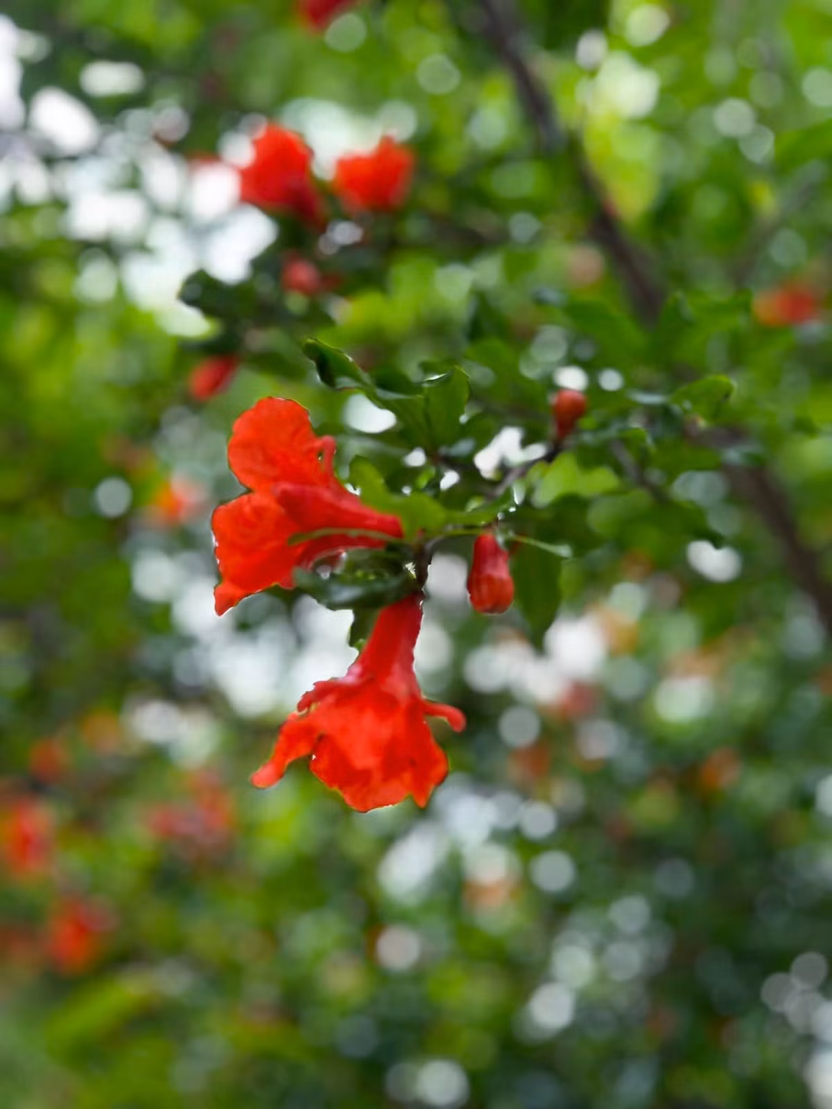 Phía dưới bài viết, nhiều khán giả bày tỏ sự thích thú trước khu vườn ngập tràn hoa và trái cây của Kim Hiền.