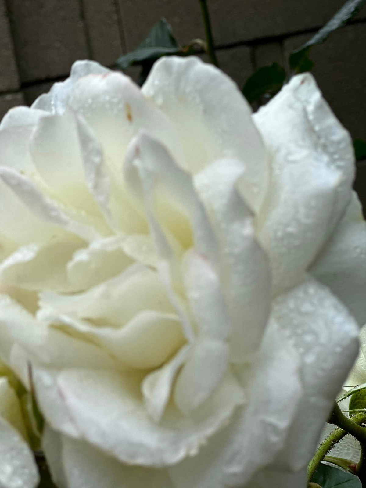 Nữ diễn viên chia sẻ: "Một buổi sáng tinh sương là có thật!!! Sương phủ khi ngủ dậy 1 vòng quanh sân".