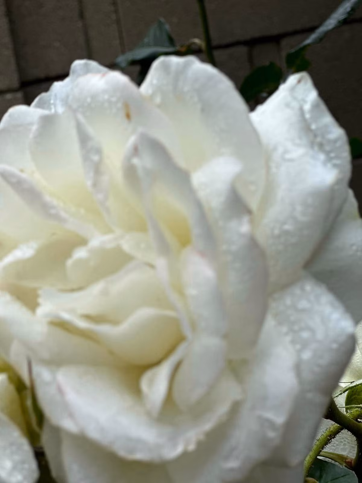 Nữ diễn viên chia sẻ: "Một buổi sáng tinh sương là có thật!!! Sương phủ khi ngủ dậy 1 vòng quanh sân".