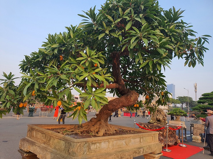 Một cây trứng gà bonsai khác cũng xôn xao giới chơi cây cảnh thuộc sở hữu của anh Nguyễn Văn Oai, trú tại phường Biên Giang (Hà Đông, Hà Nội). Ảnh: Người đưa tin