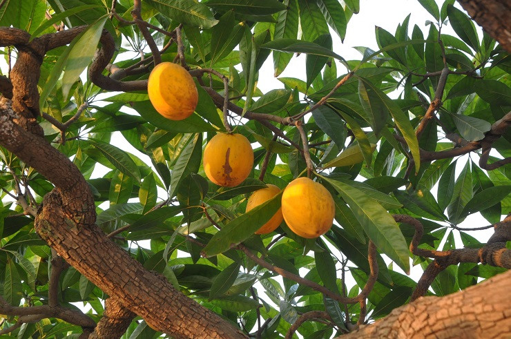 Trên cây có nhiều quả vàng óng đẹp mắt. Ảnh: Người đưa tin
