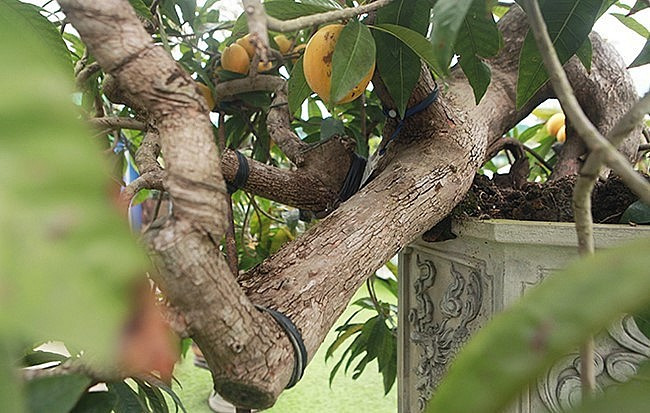 Thân lớn của cây trứng gà trườn xuống dưới theo mép chậu tạo dáng thác đổ đẹp mắt. Ảnh: Thuonghieusanpham