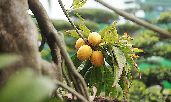 Hàng năm, cây trứng gà cổ thụ vẫn cho quả sai từ gốc đến ngọn. Ảnh: Thuonghieusanpham