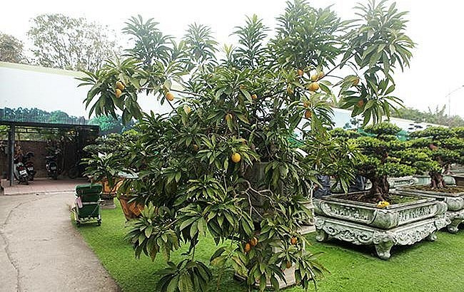 Người làm vườn cho biết, cây phải có tuổi đời hàng chục năm, thậm chí gần 100 năm vì gốc già cỗi. Ảnh: Thuonghieusanpham