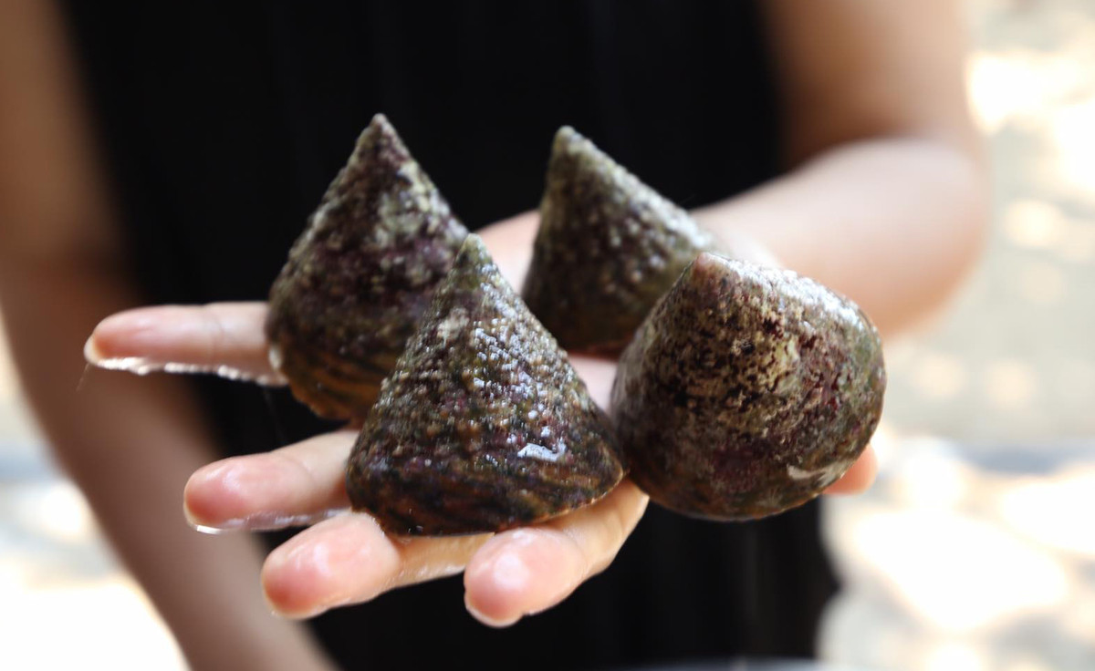 Loại ốc này có cái tên đặc biệt như vậy là bởi chúng có hình dạng gợi cảm giống như bầu ngực của thiếu nữ. Ảnh: Facebook