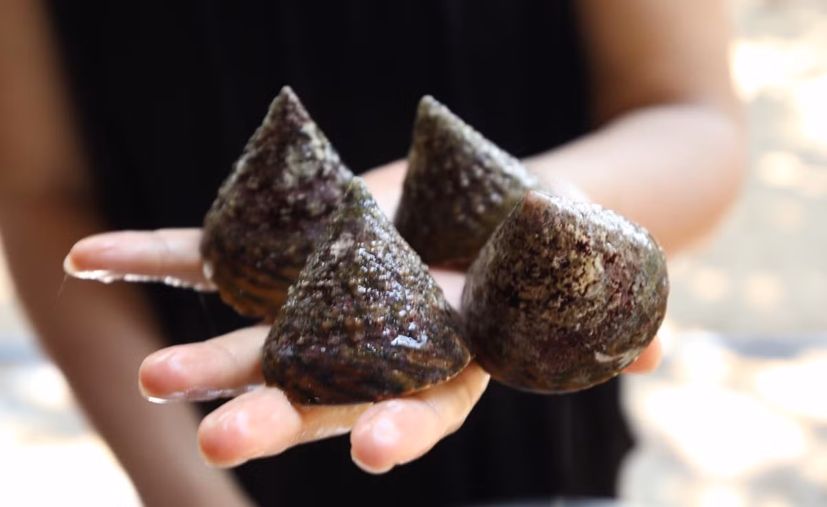 Loại ốc này có cái tên đặc biệt như vậy là bởi chúng có hình dạng gợi cảm giống như bầu ngực của thiếu nữ. Ảnh: Facebook