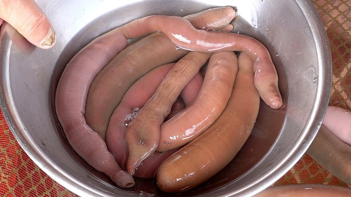 Sau khi rửa sạch, cá được cắt nhỏ thành lát vừa ăn. Thực khách thưởng thức ngay khi món cá vẫn còn sống ngoe nguẩy trong miệng với nước sốt kèm theo. Ảnh: Youtube